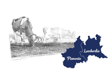 Mucche di Piemonte e Lombardia